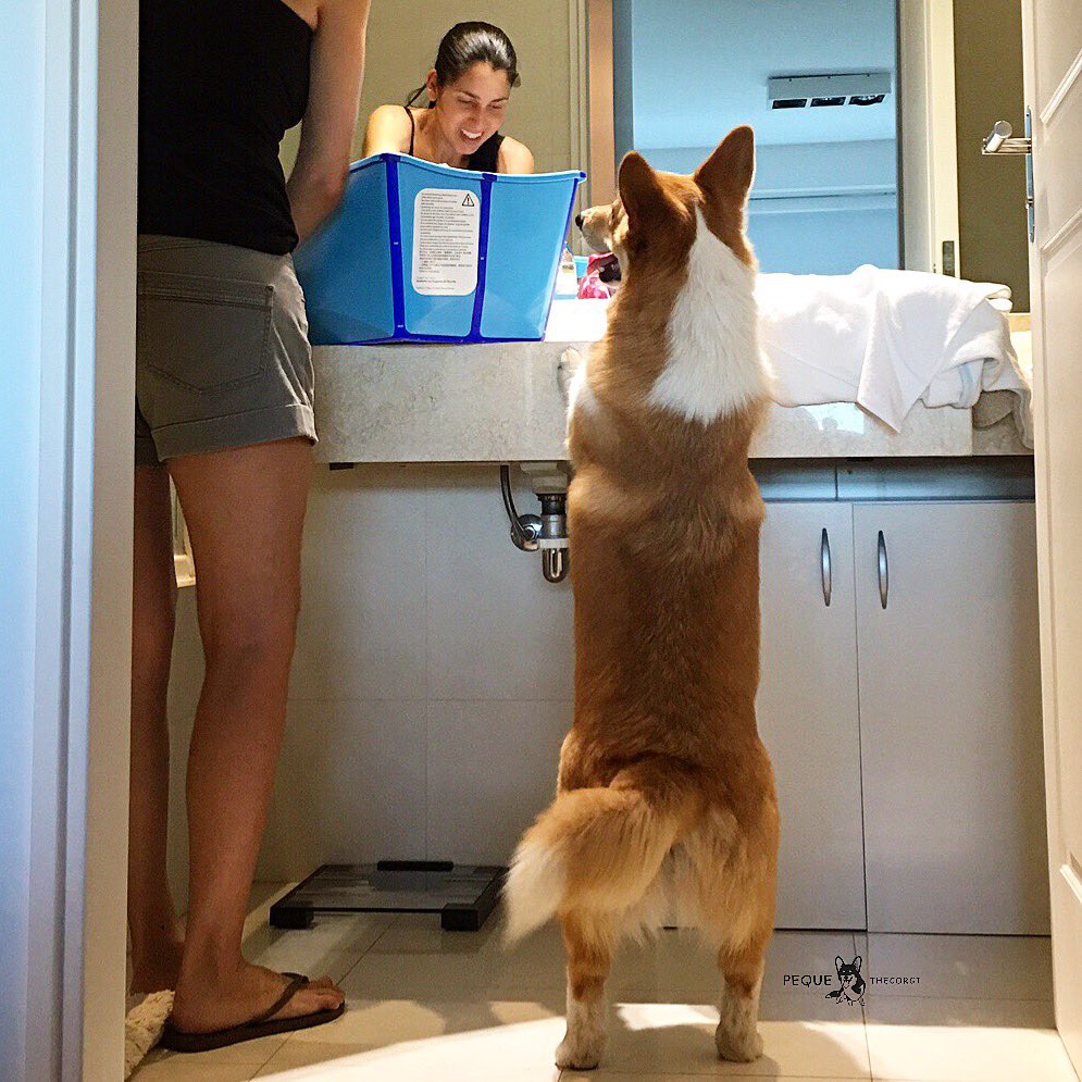 PequeTheCorgi's tweet photo. Need a paw ma? 🛁 I can helps wif the tiny delicious feet!! 😛👣
#helper #bigbrother #buttfluff #corgi #pequethecorgi https://t.co/is4GfanWtW