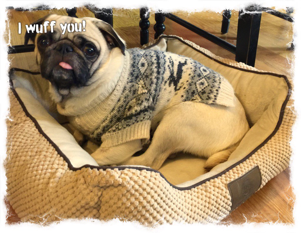 walter_pug's tweet photo. Lil' Shug thinks she's sooo special... #AdoptDontShop #PugPride @frangeladuo @demedave @mayleeasia @SMShow #PureLove https://t.co/7Lemfn3ifT