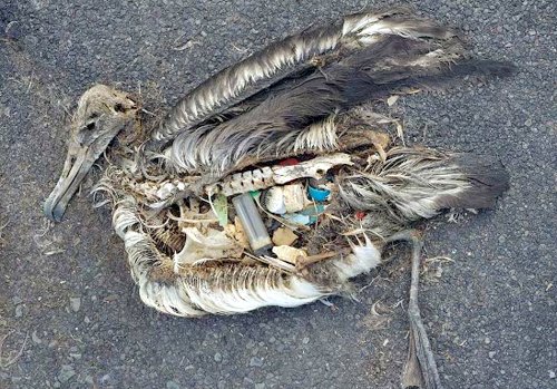 Similar to my sculptures but sadly real. Sea birds that died from plastic ingestion. Exhib soon
<a href="/PlasticPollutes/">Plastic Pollutes</a>