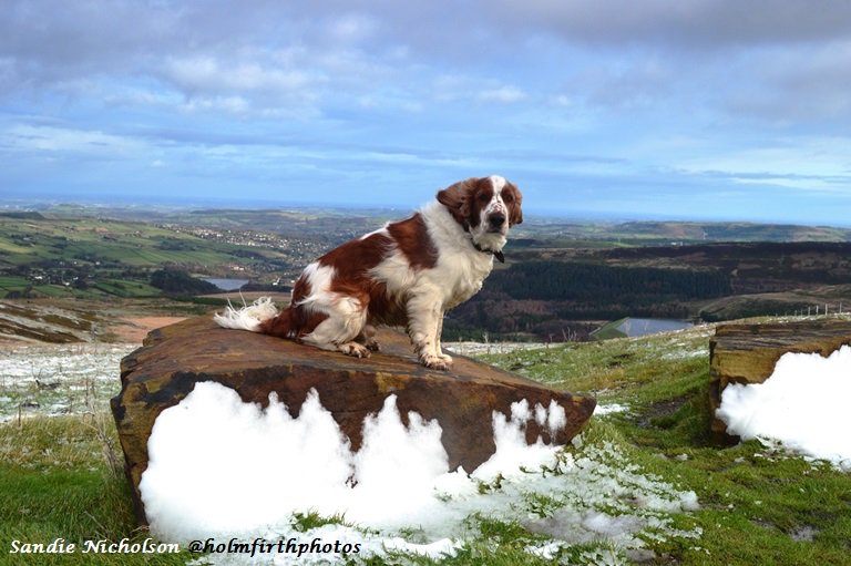 Dylan the dog keeping his paws dry above the #UKSNOW on #HolmeMoss today! #Yorkshire #HolmfirthHour  <a href="/Walkies_UK/">Walkies UK</a>