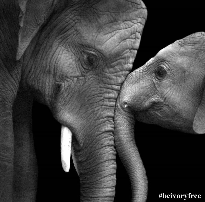 redcatslady's tweet photo. .@ChrissieHynde @KingJames Lend your Voices Support #IvoryFreeOhio https://t.co/v4GNnZIGAP #IvoryBelongstoElephants https://t.co/2JRXpqID2H