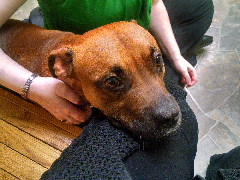 FeverStriker's tweet image. Help us bring Captain Pike home gofundme.com/4fn2pgys #gofundme #PitBullPower #pitbull