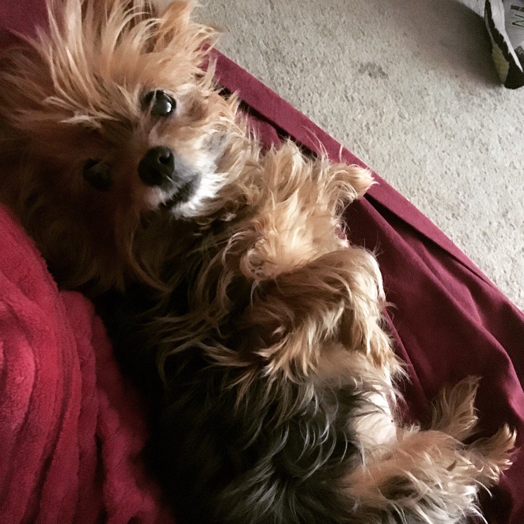 danielleinks13's tweet image. #javabean is having a #lazysunday.