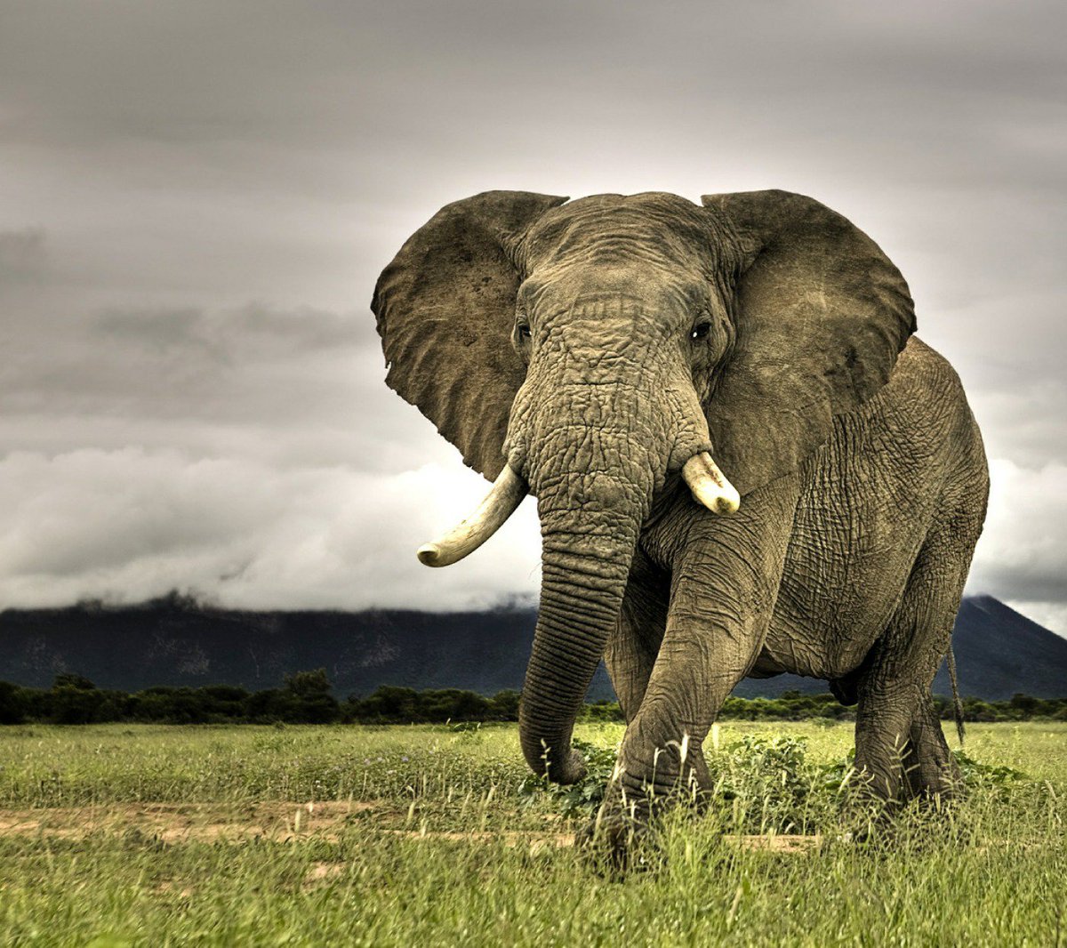 BuxPatriot76's tweet photo. Ivory belongs on an elephant, not a trinket! Go Ivory Free! #IvoryFreeOhio #RhinoFreeOhio #SaveTheElephants https://t.co/Z4kWaGjBy1