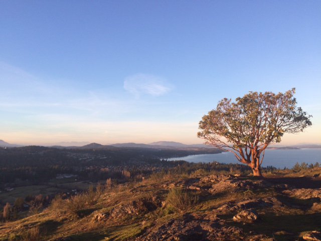 gleinzer's tweet image. Apres @Seahawks win, went for a quick run under a setting sun #yyj #yyjrun #trainracebeer
strava.com/activities/467…