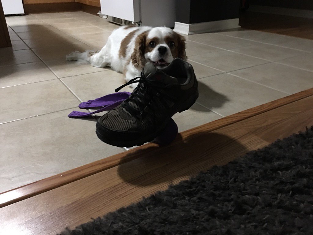 My dog is a magician. Somehow balanced my shoe on her toy. #Magic