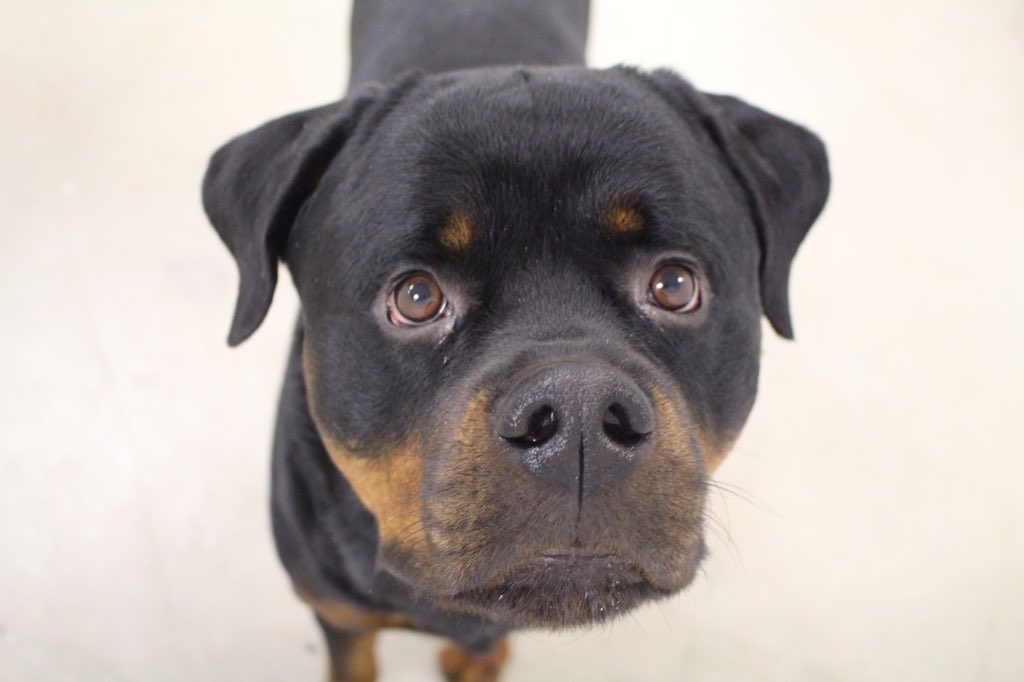 Tyson ❤️'s overnight boarding!!!!!