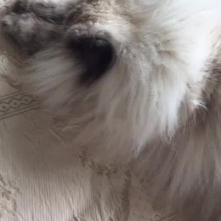 SabrinaCadini's tweet image. |REPLAY| My journey towards healthy eating #PeriLadies... #katch #Periscope ktch.tv/5XQV