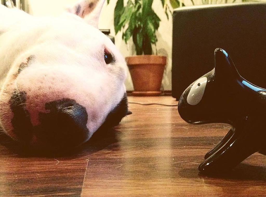 Cinemanimo1's tweet photo. https://t.co/uQjX6EiD2W With black Friend 😘🐽💗😁#bulli_love #bulllove #bullyfun #bully #bullterrier #bullterier #bul… https://t.co/nZ8vu9rMY6