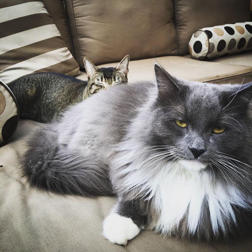 Catstagram's tweet image. #catstagram #ねこ by krimpdaddy ift.tt/1nc1pU4 #outsidecat #sundayfunday #cat #catstagram #catsofinstagram …