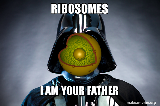 NucleeUSA's tweet photo. @SmoothRibohomie The nucleolus manufactures ribosomes; therefore..... 

#cellection16c https://t.co/ILl86xI66t