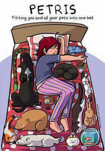 chiefplan1's tweet photo. #IAwokeToFind the animals were nice last night & left a little space on the bed for the human that feeds them https://t.co/EGE43QazN4