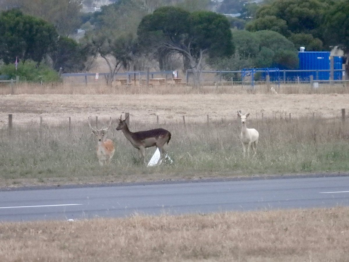 BarwonHeadsAir's tweet photo. We were visited on Saturday by three deer who came right to the edge of the runway! https://t.co/tUDE0DJPBl