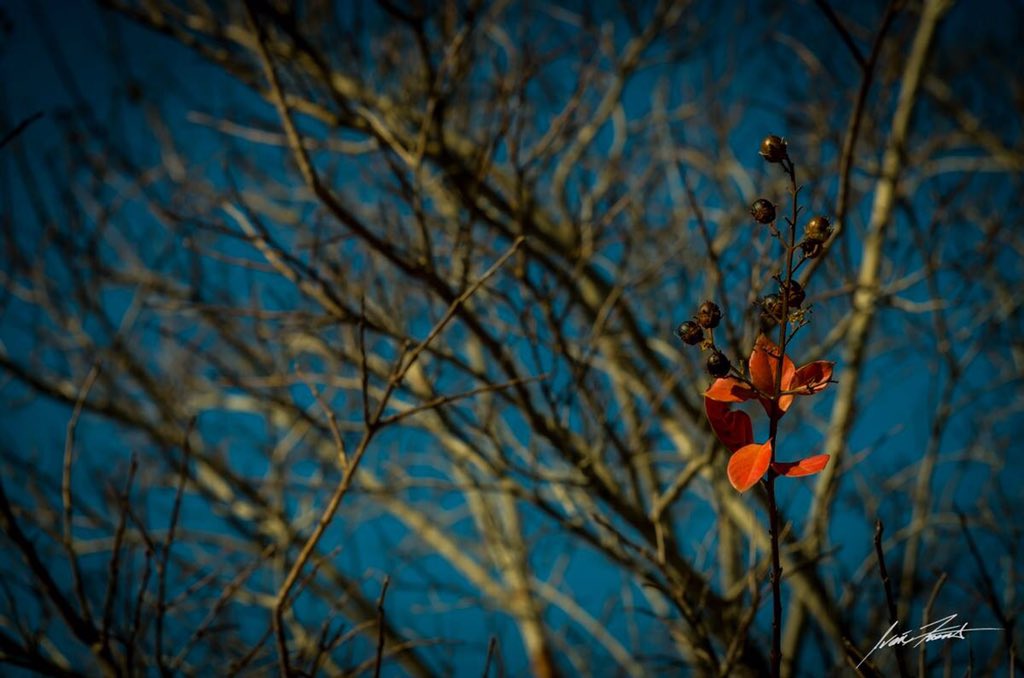 Photo_Fuentes's tweet photo. #Day5 #Nikon50mm1point4 #50Photos #50dayschallenge #versatilityofprime #Red #flowers #NikonAmbassador @WestcottCo https://t.co/W6b4xeeljx