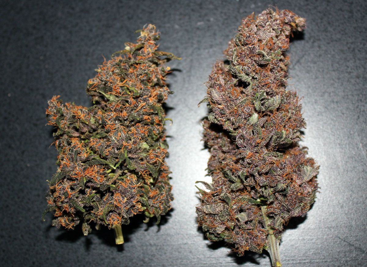 sweetseeds_es's tweet photo. Dilema del Lunes o cómo empezar la semana con buen pie.¿#DevilCream Auto o #BloodySkunk?
#redfamily #staymedicated https://t.co/KAQqon4MxQ