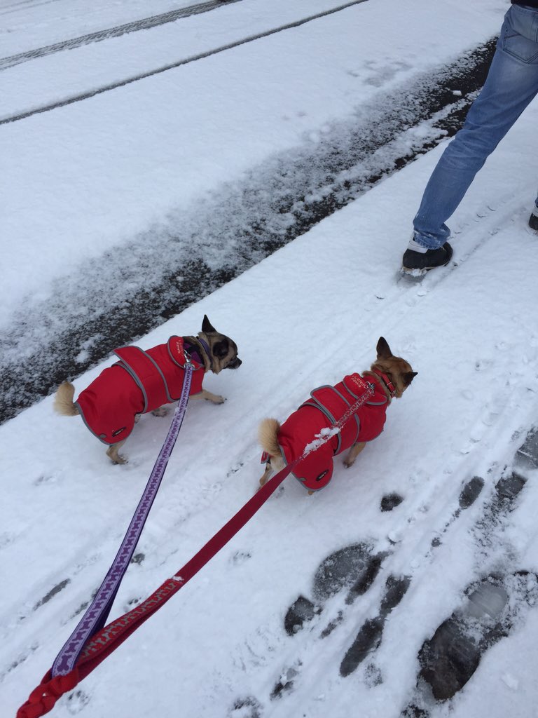 PepperDolly_Chi's tweet photo. We had a fab time in the snow yesterday, grateful for our new warmer coats @MinkerTinker mummy kept us toasty 🐶🐶❤️☃ https://t.co/IrMwZuuc0m