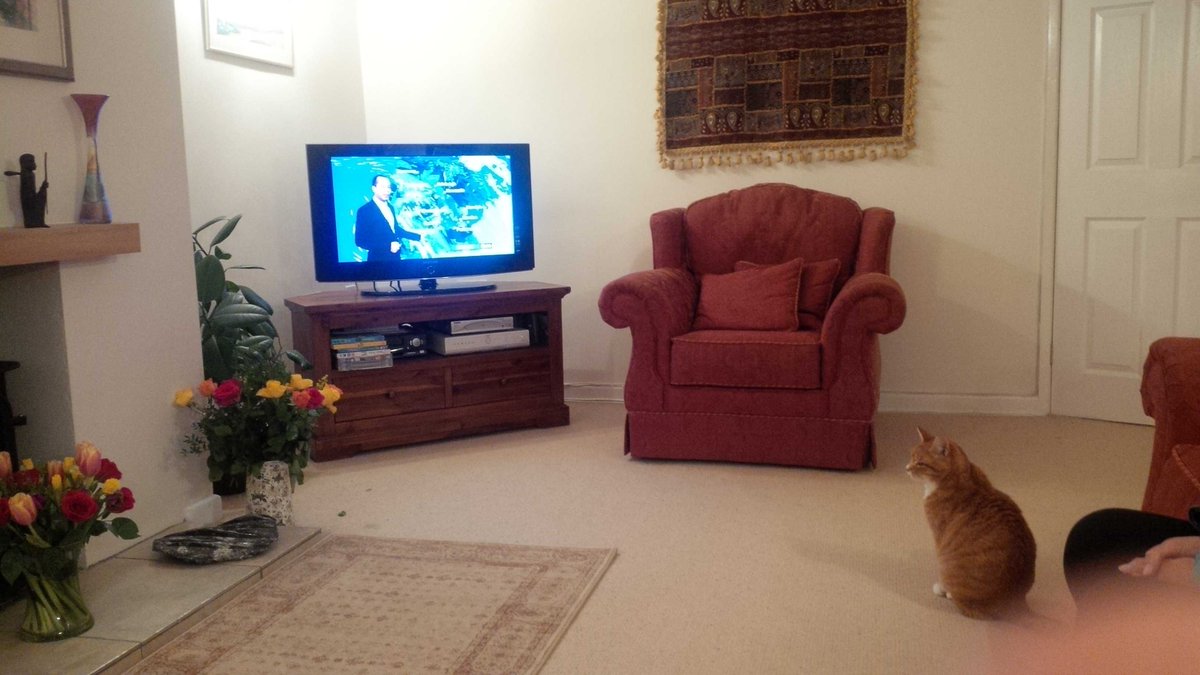 aljames299's tweet photo. Weather watching cat. Needs to know if it's safe to go out! https://t.co/pv2gZ1Kmqn