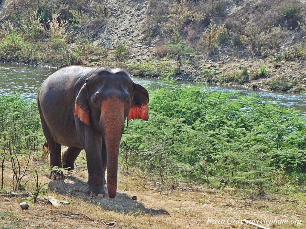 BeccaSEF's tweet photo. The beautiful Sri Nuan #elephant @ElephantNatureP #giveelephantshope https://t.co/JWgVi9hS3p