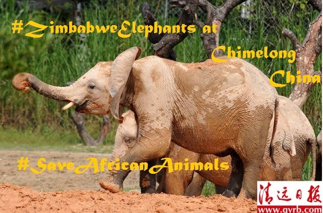 Ela0310's tweet photo. .@CapeTimesSA Enquiry Needed AGE Dispute #ZimbabweElephants #Chites Permit ZW0893/15 Fraud #SaveAfricanAnimals https://t.co/NGtqAKN3yl