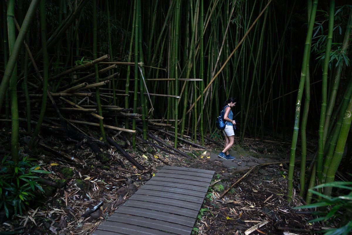 abbylovis's tweet photo. Na'ili'ili Haele "#Bamboo Forest" is one of #Maui's best kept secrets @MauiWorkshop @FSMaui ©Abby Lovis https://t.co/rWtlr8XKbZ