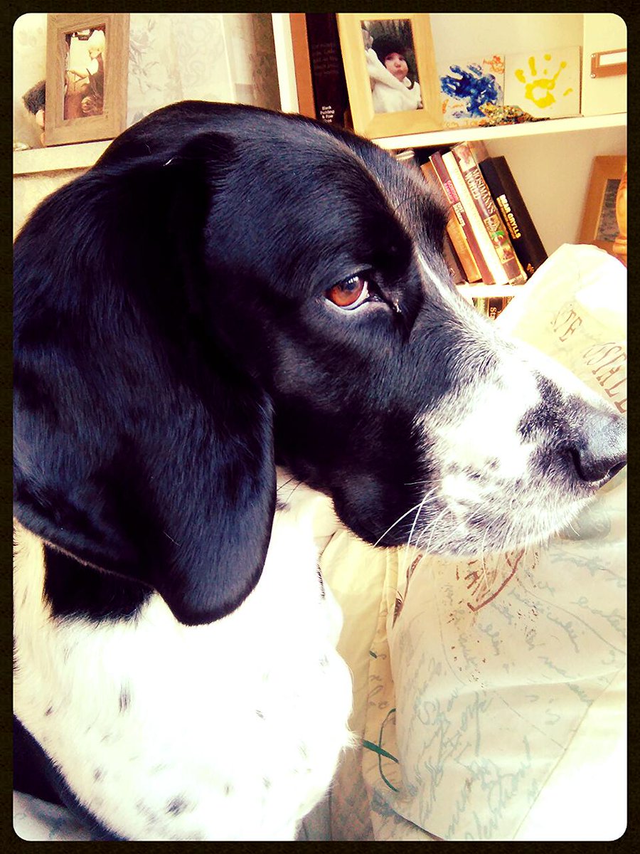 codylong82's tweet photo. My handsome boy #springbatt #dogsofinstagram @HarrisKeri @petcrazyuk @Dogs_Today @DogMagUsa @bassethoundlove https://t.co/QOWBkB1jZ8