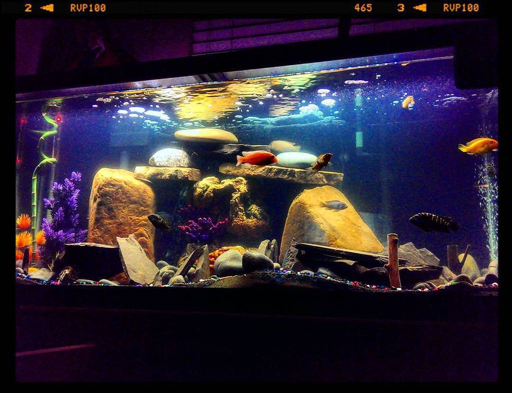 Akvaristan's tweet photo. #akvaristan #aquarium #akvaryum #aquarien 🐠🐠🐠
#ProjectCichlid #aquarium #africanCichlidtank #fishCommunity #Aquariu… https://t.co/JLN0zSqhF7