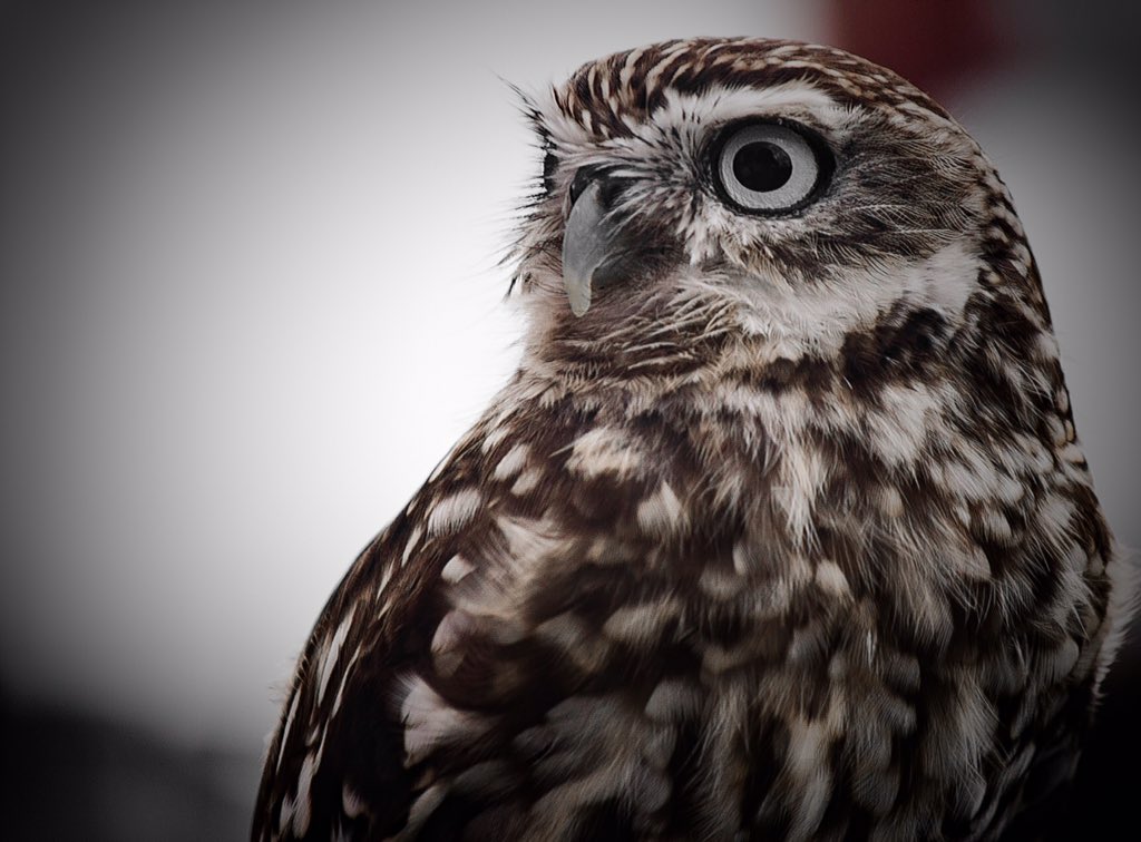 secretshutter's tweet photo. #Photo taken #Furzeham Green, #Brixham from a #bird display by @torbayowls #WildLifePhotography #naturephotography https://t.co/uWM8duvLFk