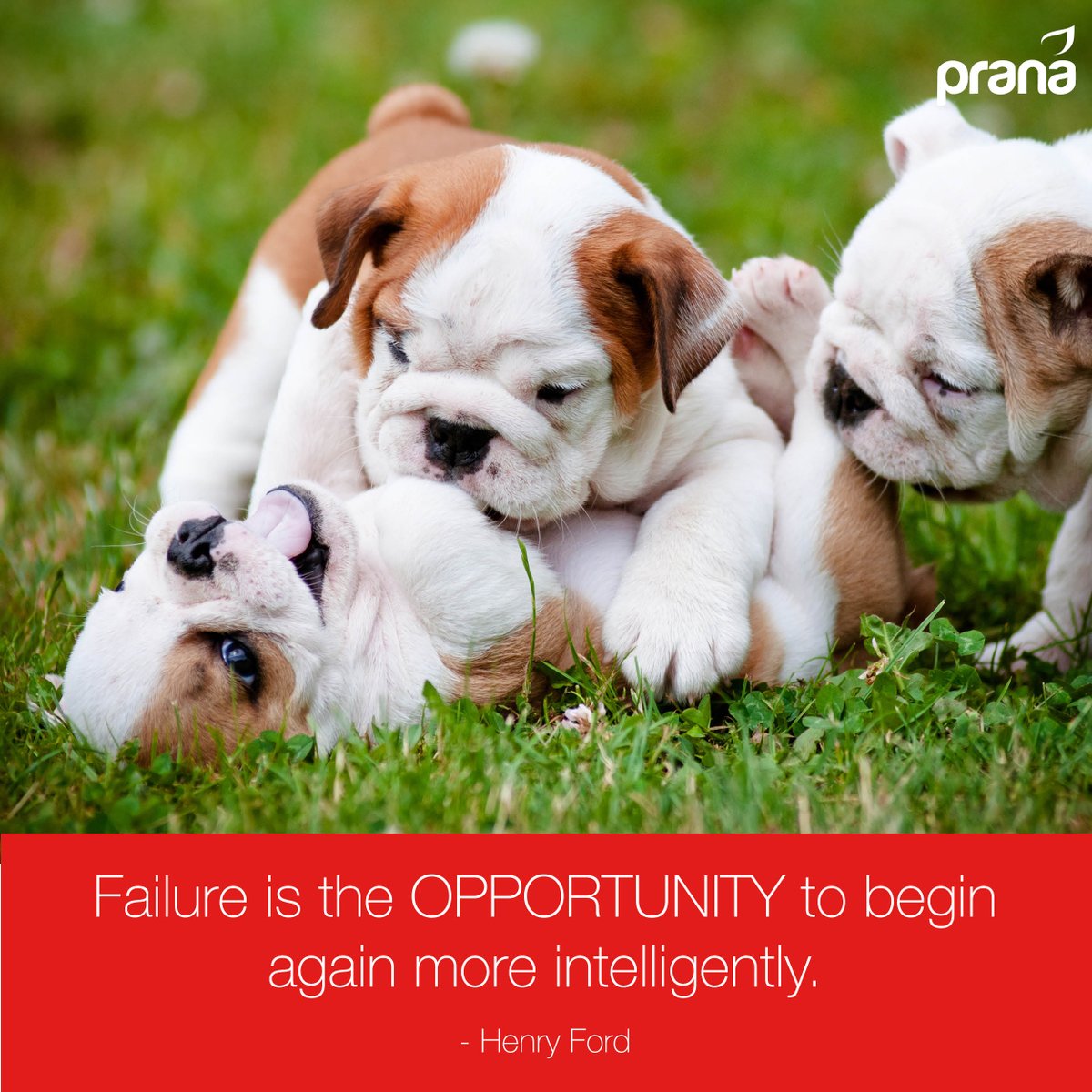 PranaCoSA's tweet photo. Failure is the opportunity to begin again more intelligently. – Henry Ford. #PranaMotivation https://t.co/GkL2JvfSnJ