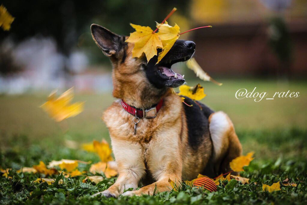 dog_rates's tweet photo. Meet Birf. He thinks he's gone blind. 10/10 very frightened pupper https://t.co/oDkspjNWYX