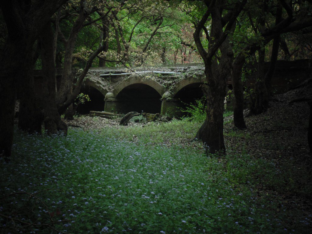 Tiger conservation plans for 16 reserves not approved: NTCA tigerreservepilibhit.com/2016/01/11/tig…