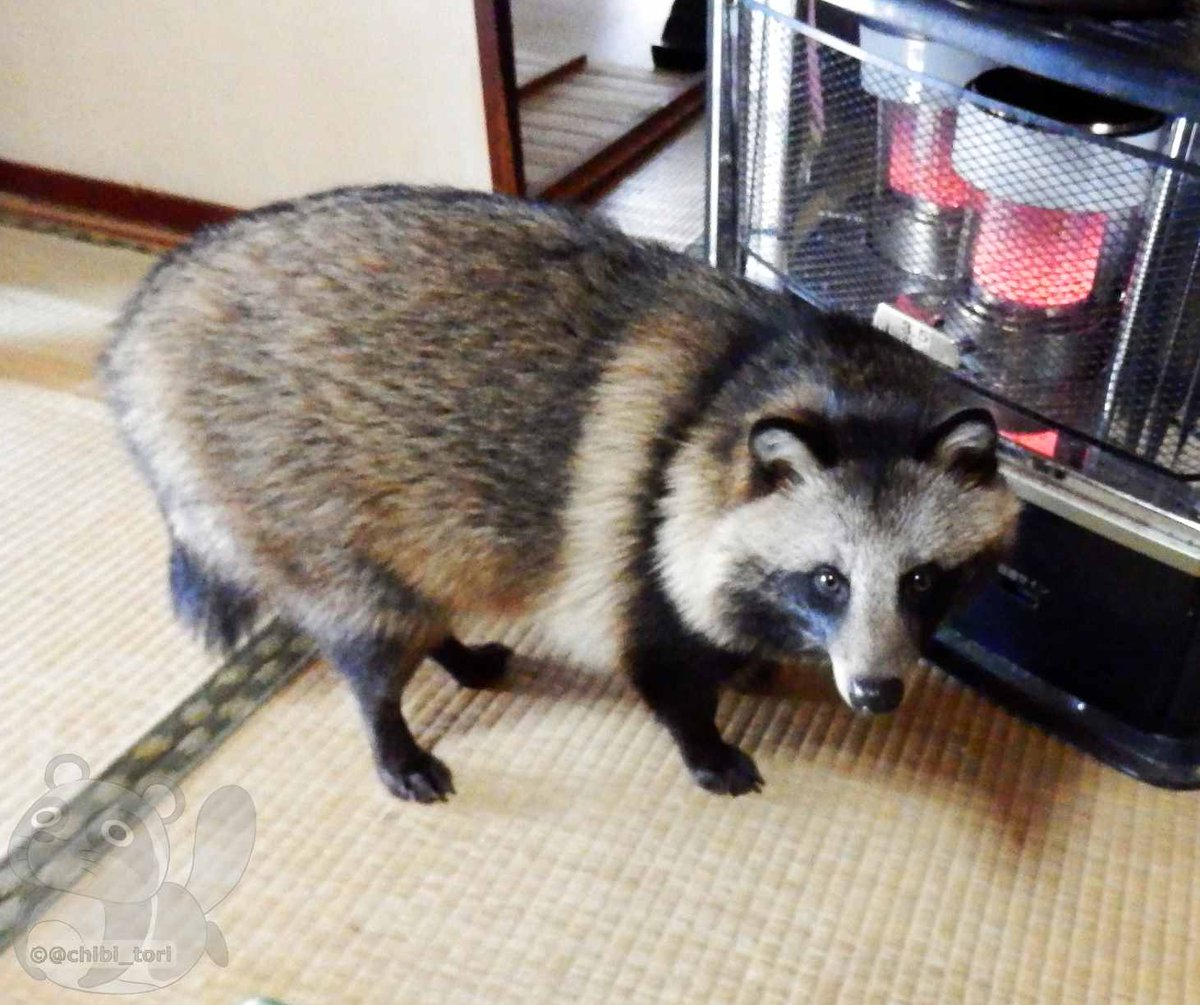 This adorable Japanese 'raccoon dog' has charmed people all around the world