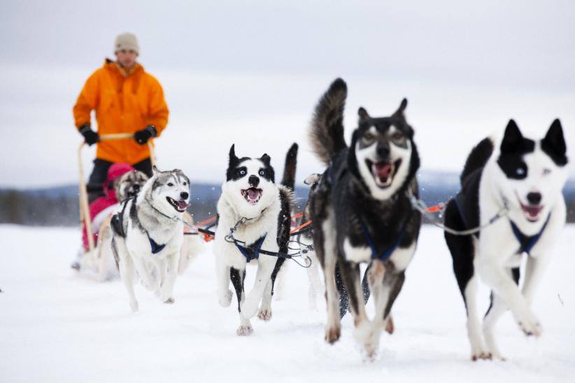 Back in Helsinki! #Nuuksio Today? It´so close to #Helsinki - Siberian Huskies pull us through the forests! #Grandma
