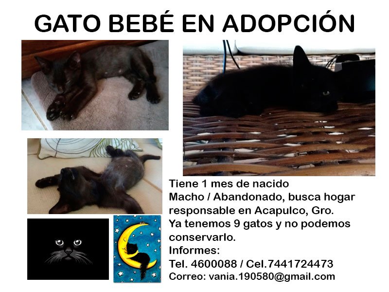 yubaba_toache's tweet photo. @AdoptaAmaRockea espero me puedan ayudar a comprtir en #AdopcionResponsable #adopcion https://t.co/31TRXvpoMV