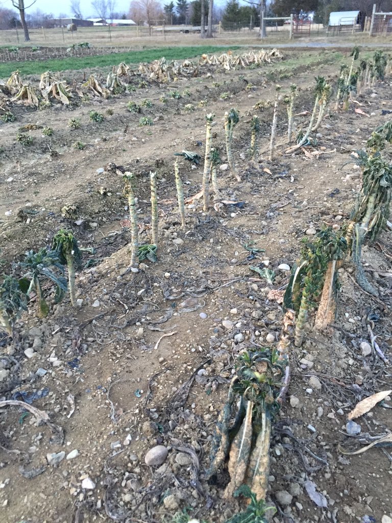 SylviasTable's tweet photo. Goodbye kale! https://t.co/uFmImBSBWl