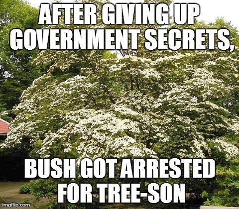 CrispinMontegue's tweet image. #treepun #imarealtree