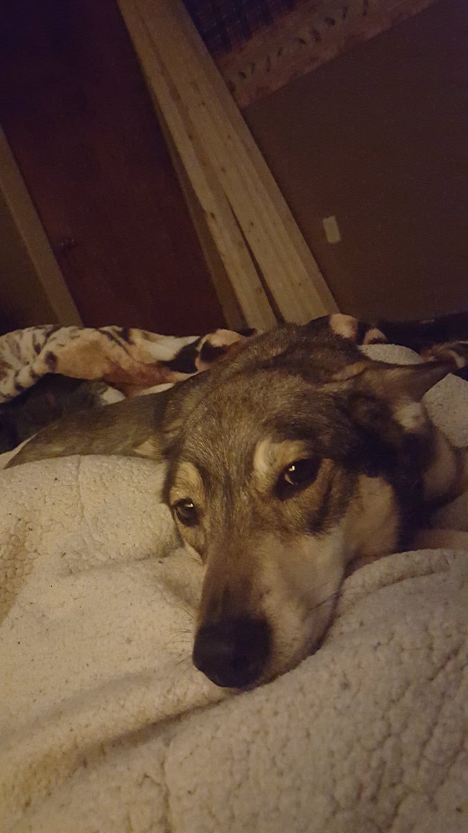 Txertatutako irudiaren behin betiko esteka