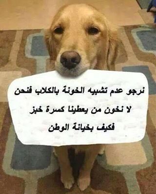 ahbab1974's tweet photo. اليوم العالمي لحقوق الكلاب https://t.co/Lb05K7n86u