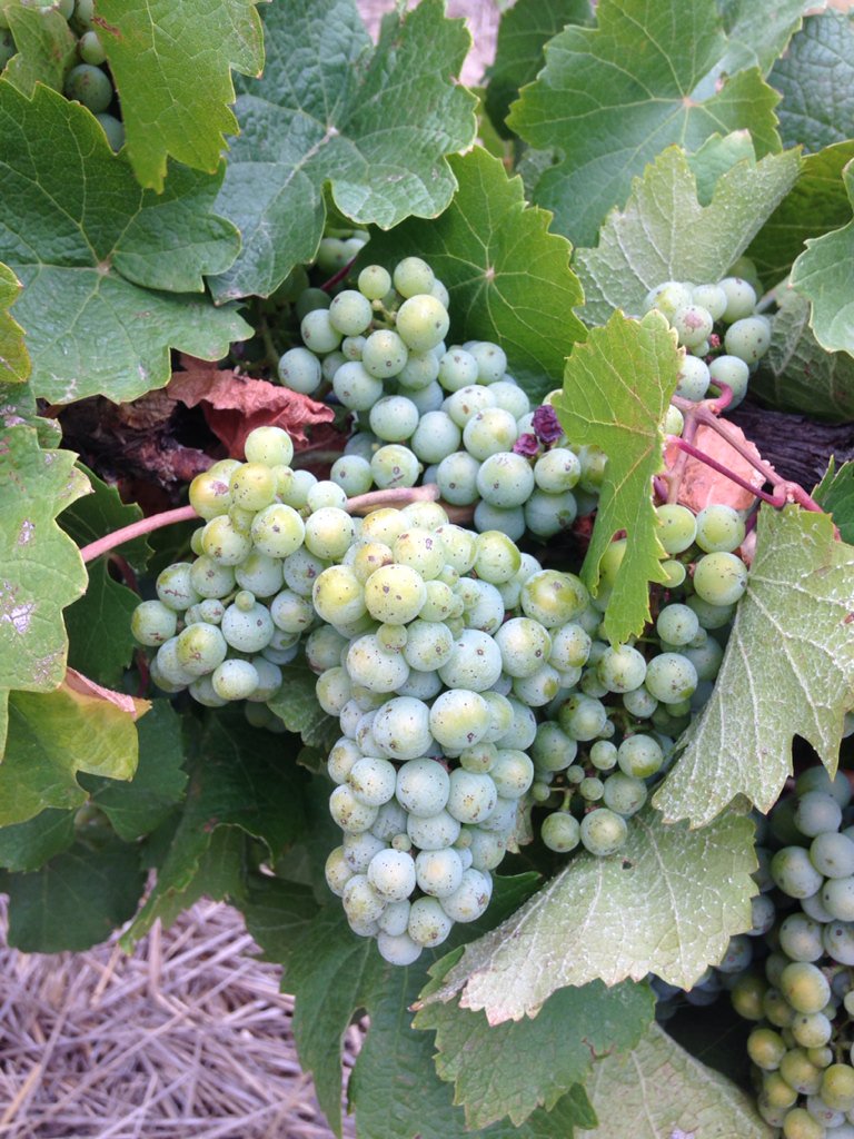 barossasaint's tweet photo. There's 2016 #PewseyVale Riesling in them thar grapes...taken today on tour https://t.co/Rj8FRxIulO