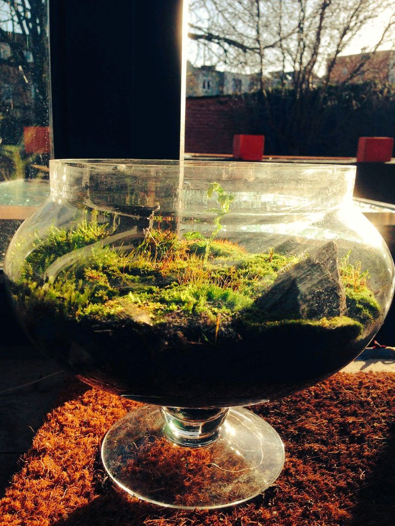 JA_Ydist's tweet photo. Moss #landscape in glass by #jaydist #deinvasie @DeInvasie  #wabikusa #aquascape #kokedama #DESIGN #Antwerpen https://t.co/HcOdQBBfMm