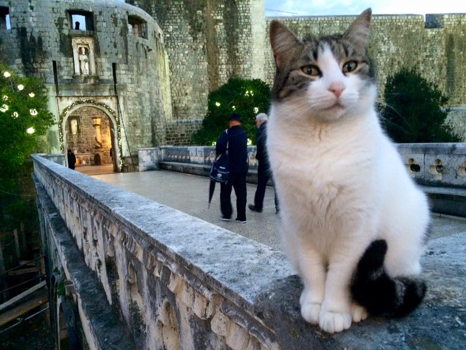 "You're not taking my photo, are you?" 
One of the cats who guard the Pile Gate into Dubrovnik #croatia #Cats