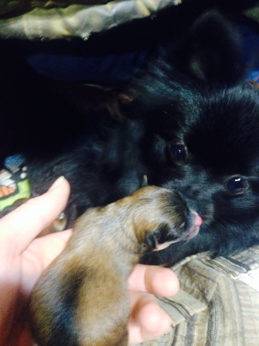AtzLee's tweet photo. Our Pomeranian gave birth to 3 healthy puppy's today! I had to resuscitate 1 but all was well in the end. #pompups https://t.co/hkrTvBWnpl