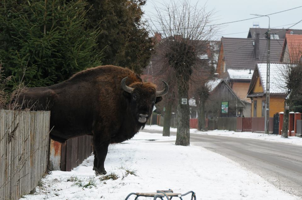 Meanwhile in #Poland via Irek Smerczyński