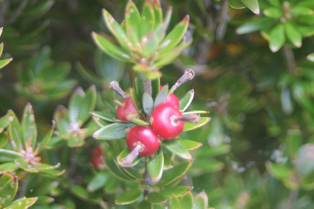 The_grim_reifer's tweet photo. Some great wildflowers today but left the plant book at home so no names yet :( #MtFieldNP #Tasmania https://t.co/ovl1744kbJ