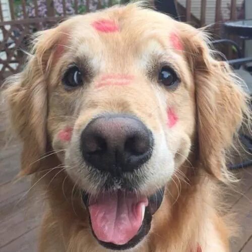 the only marks that should be left on a dog