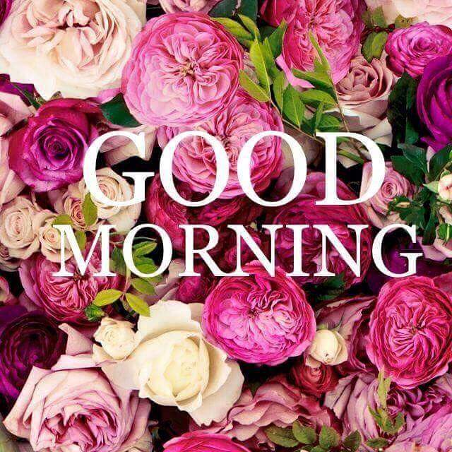 RiboGalleries's tweet photo. 🌞Goodmorning Art World 🎨🌻🌹 #Art #Beauty #Bloom #Flowers #Colour #Goodmorning #RiboGalleries https://t.co/LMSGzS8igh https://t.co/fo0goaagmu