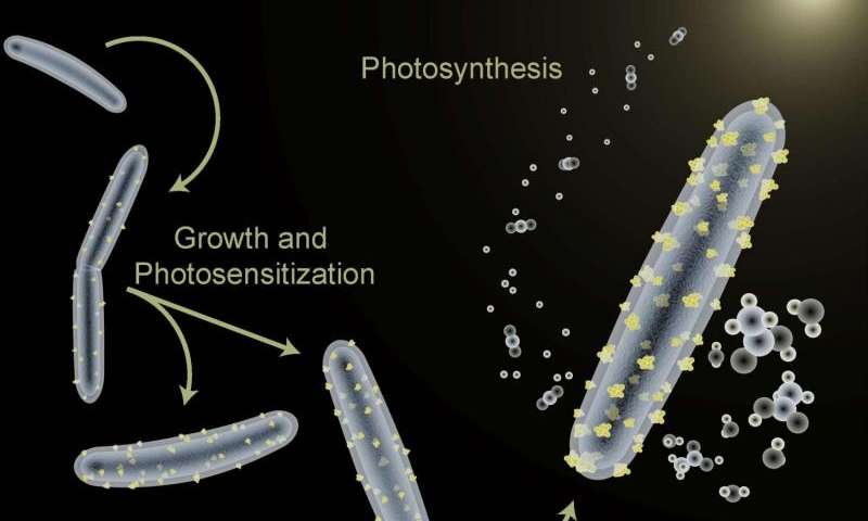 Scientists teach bacterium a new trick for artificial photosynthesis bit.ly/1Z2B8mO