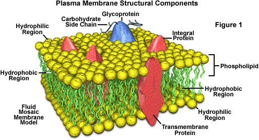 Membrainiacss's tweet photo. This is an example of a cell membrane! #cellection16c https://t.co/flnjoYfz6Q