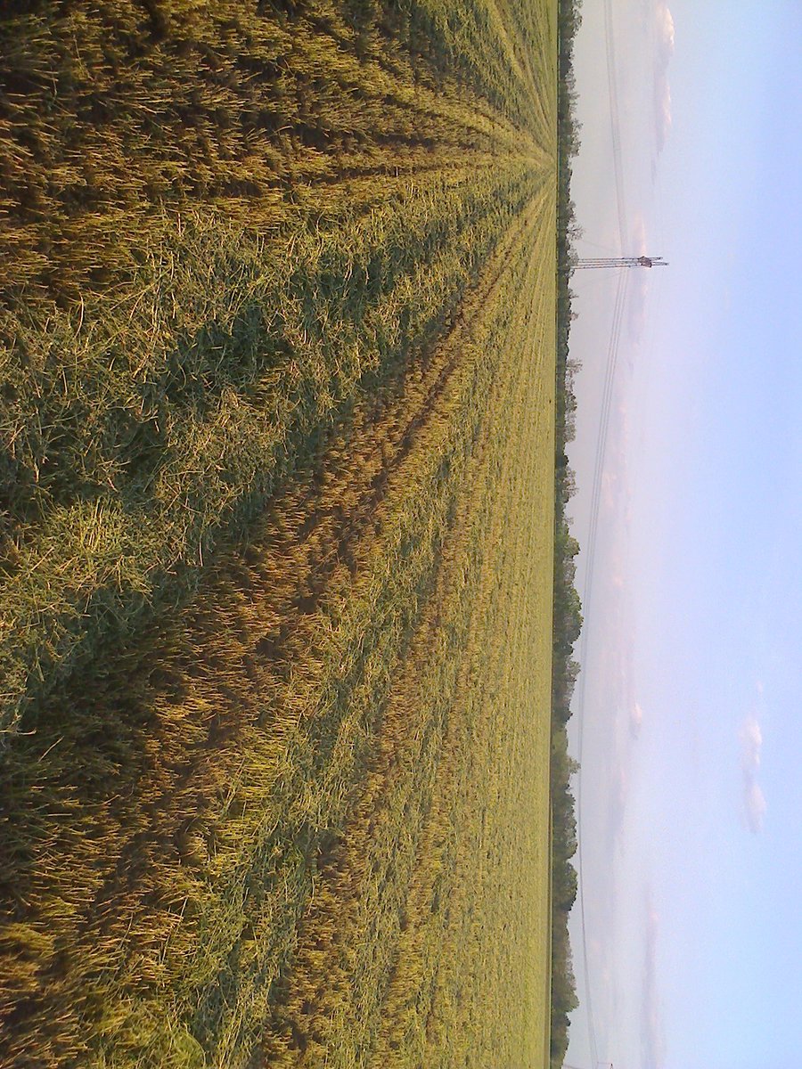 seeds_alfaalfa (@seeds_alfalfa) on Twitter photo 