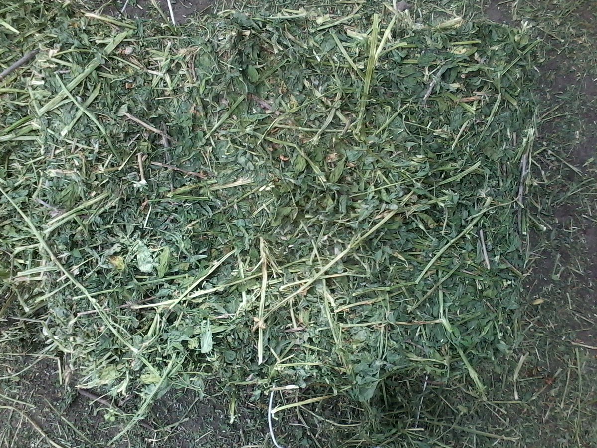 seeds_alfaalfa (@seeds_alfalfa) on Twitter photo 