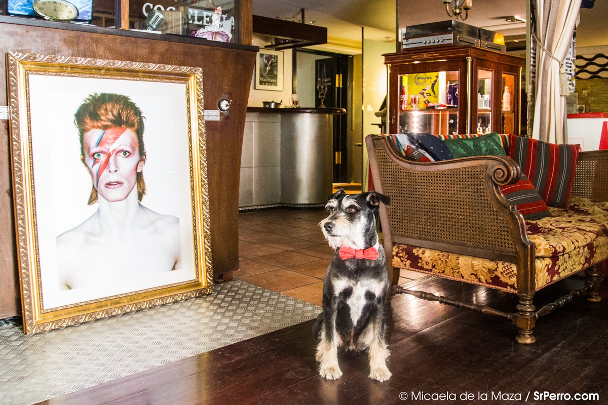 _SrPerro's tweet photo. Bowie, para siempre y desde siempre. https://t.co/tewPc7MuoV #Vigo #VigoConPerro #SrPerroRecomienda https://t.co/eiou2yXkSl
